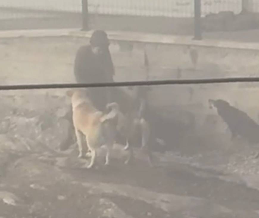 Ankara'da başıboş köpekler, hamile kadına saldırdı