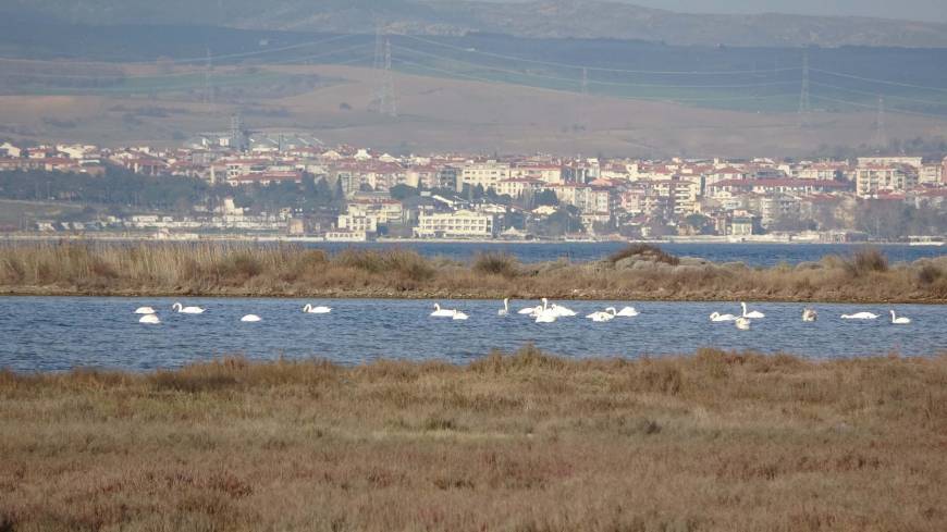 İklim değişikliği nedeniyle Çanakkale'deki kuş popülasyonu arttı