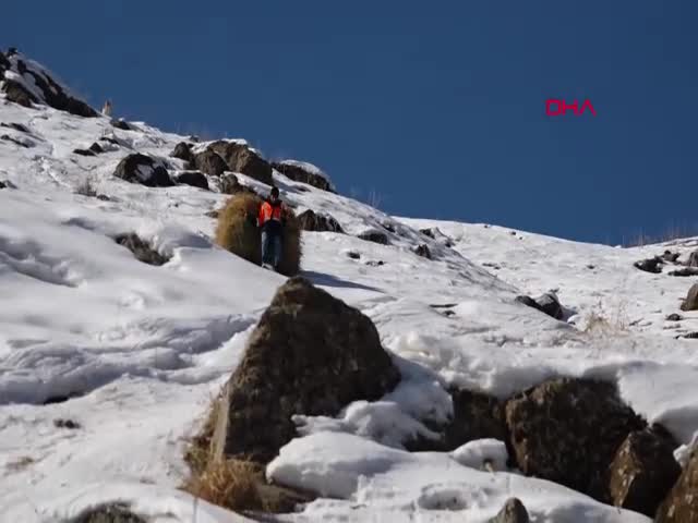 HAKKARİ- Köylüler, yazın hayvanları için topladıkları otları dağdan kızaklarla indiriyor