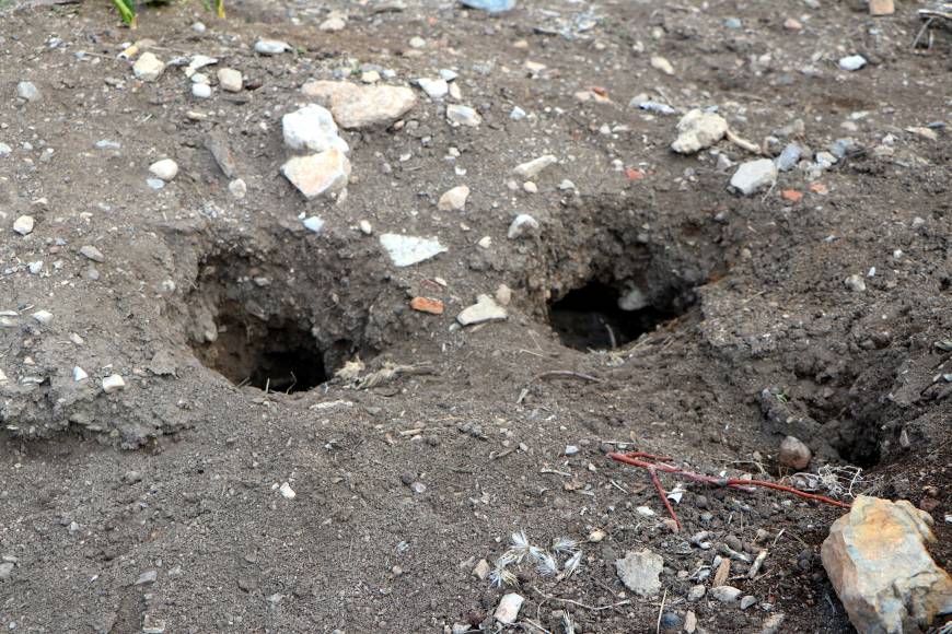 ‘Akdamar Adası’na zarar veren tavşanlara acil çözüm bulunmalı’ / Ek fotoğraflar