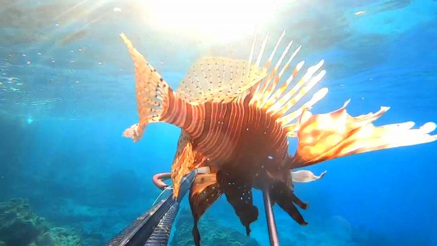 Ayvalık'ta aslan balığı ve kaz boynu deniz midyesi görüntülendi