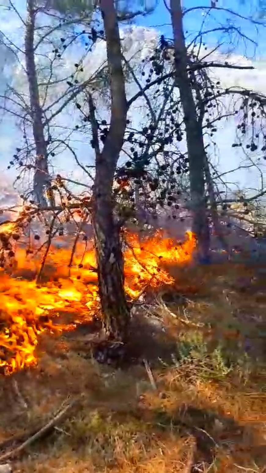 Antalya'da orman yangını