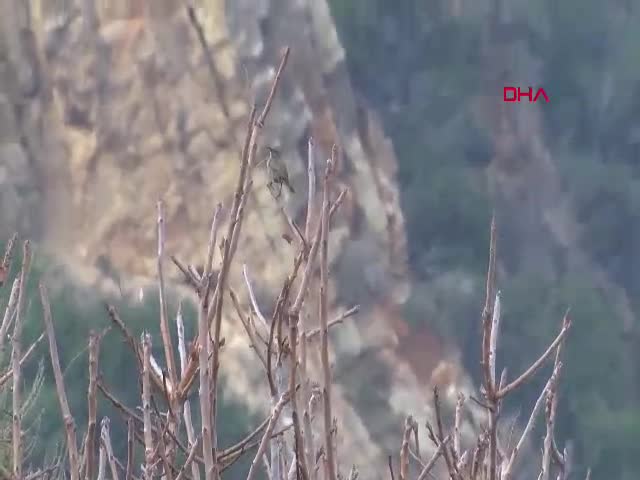 HATAY - Türkiye'de ilk kez Filistin nektarkuşu görüldü