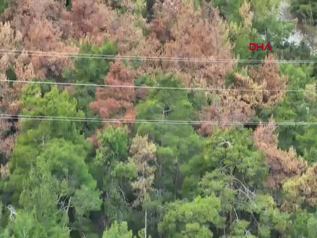 ANTALYA - Antalya ormanlarında milimetrelik tehlike; ağacı 15 günde kurutuyorlar